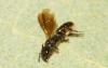 Chelostoma sp.